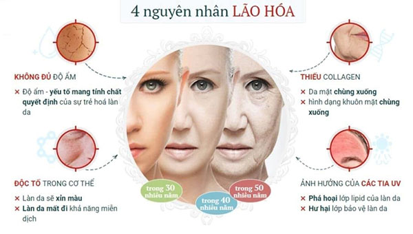 nguyên nhân gây lão hóa da - https://thammyvientrucmai.com/